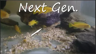Fish Room Vlog Part 137