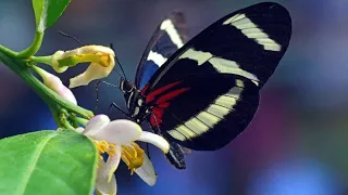 Relax Puzzles. Sara longwing Butterfly.