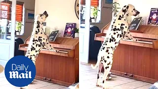 Dalmatian dog plays piano and sings along with passion when no one's watching