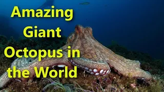 Amazing Giant Octopus in the World