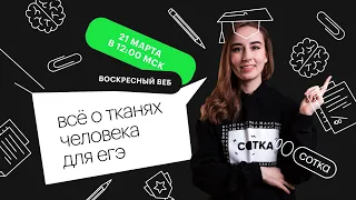 Всё о тканях человека для ЕГЭ | ЕГЭ БИОЛОГИЯ 2021 | Онлайн-школа СОТКА