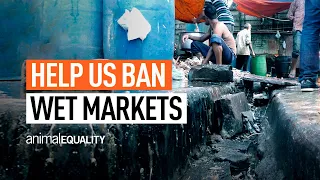 Ban Wet Markets | Undercover Investigation | Animal Equality UK