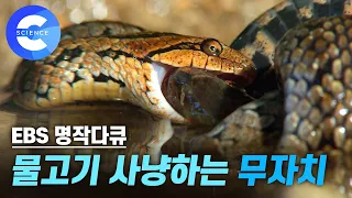 물에서 서식하는 뱀의 생태계는 어떤 모습일까?