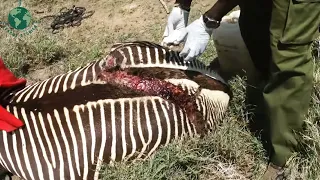 Zebra Has A Big Wound On Its Back And Calling For Help - Animal Rescue | Rescue Stories