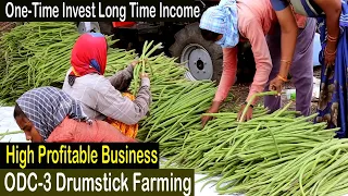 How to Start Business Drumstick Farming - How to Grow Moringa - Moringa Farming - ODC 3 Drumstick