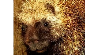 Porcupines making strange noises (Erethizon dorsatum)