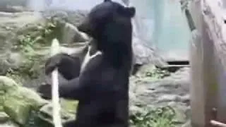 Медведь владеет кунг-фу
