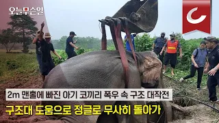 [오늘무슨일]  2m 맨홀에 빠진 아기 코끼리… 폭우 속 구조 대작전