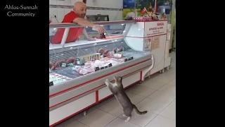 Кошка и добрый продавец. Турция.