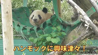 5/9レイレイハンモックは楽しい？可愛い姿をたくさん見せてくれましたgiantpanda @tokyo 上野動物園