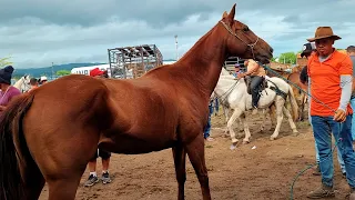 FEIRA DE CAVALO DE CARUARU PE, TERÇA FEIRA, 07.05.24 #nordeste