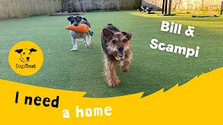 Bill & Scampi the fabulous pair | Dogs Trust Canterbury