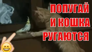 ГОВОРЯЩИЙ ПОПУГАЙ И ГОВОРЯЩАЯ КОШКА РУГАЮТСЯ THE PARROT AND THE CAT