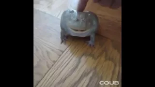 It is Wednesday My Budgett's Frog