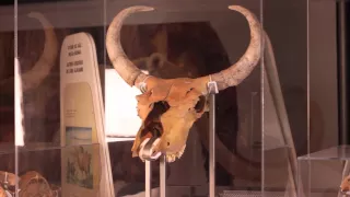 Ice Age Mammals Exhibition