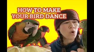 HOW TO MAKE YOUR BIRD DANCE! *dancing video*