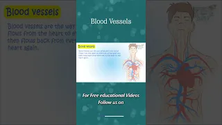 Human Circulatory System | Blood Circulation | Circulatory System | Heart | Science #shorts