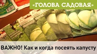 Голова садовая - ВАЖНО! Как и когда посеять капусту