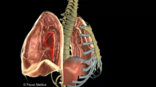 Lungs pleura pleural cavity pleural recesses –Lungs