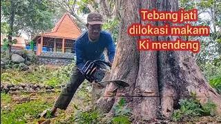 Cut down the teak tree at the grave site ‼️ straight away with a serkel saw