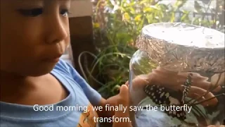 From Caterpillar to a butterfly | Science Experiment #3