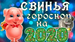 СВИНЬЯ. Восточный гороскоп на 2020 год.