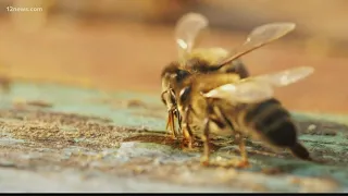 Phoenix beekeeper gives advice to others about keeping bees in your backyard