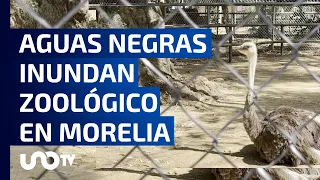 Zoológico de Morelia denunciará a Ooapas por inundación de agua contaminada