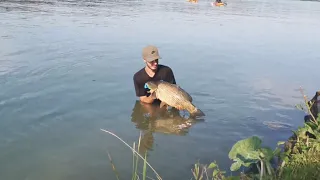 Donau Karpfenfischen