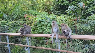 3 Monkey Mothers sharing Child -Rearing tips