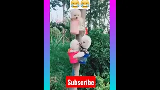 Tik Tok Chó Phõc Sóc Mini 😍 Funny and Cute Pomeranian #210