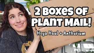 HUGE HOYA UNBOXING + ANTHURIUM!! 🌿✨️ two boxes of plant mail from Gardino Nursery & Rooted Rarities!