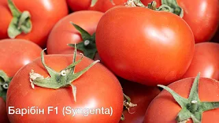 Культура в полі  Томат Барібін F1 (Syngenta)