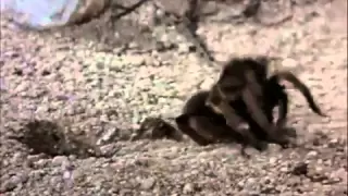 Tarantula vs. Pepsis Wasp