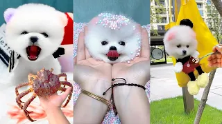 Tik Tok Chó Phốc Sóc Mini 😍 Funny and Cute Pomeranian #415