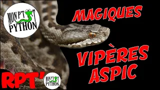 À la rencontre de la VIPÈRE ASPIC (et c'est ÉPIQUE ! #RPT'O#5) ! #vipère