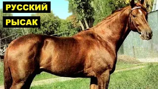 Русские рысаки особенности породы | Коневодство | Порода лошадей Русский рысак