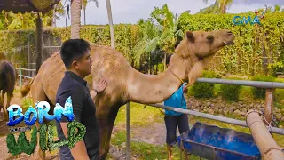 Examining the camels in Negros Oriental | Born to be Wild