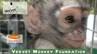 Witness the introduction of orphan baby monkeys Anya and Danny to their new foster moms.