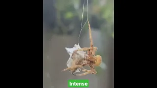 Spider fight intense