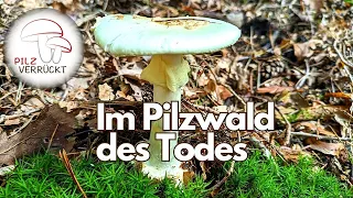 Im Pilzwald des Todes