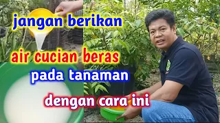 6 Hal Yang Harus Dihindari Dalam Pemberian Air Cucian Beras Pada Tanaman