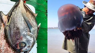 Most Satisfying Catching Seafood🐙| TikTok Catching Sea Fish (Catch Crab, Octopus)#116 | Sea friends