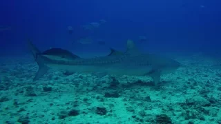 Diving with Tiger Sharks in Cocos Island, Costa Rica