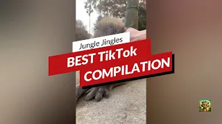 Cutest Capybara TIKTOK Compilation - Capybara Doing Funny Things Tik Tok - Capibara - Funny - 2023.1