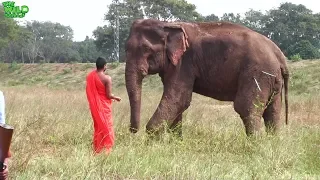 Old and Humble Giant getting treated by kind wildlife officers. Truly a humble giant