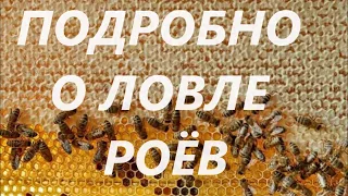 Как поймать рой пчел в лесу. Рассказываю подробно. | НАЕДИНЕ С ПРИРОДОЙ