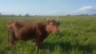 коровы в селе Херсонской обл огород для себя