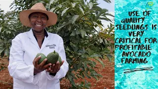 Follow your passion!I left employment to start an avocado orchard of over 20,000 trees & more