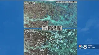 Mass Coral Bleaching Event on the Great Barrier Reef: Berardelli Bonus